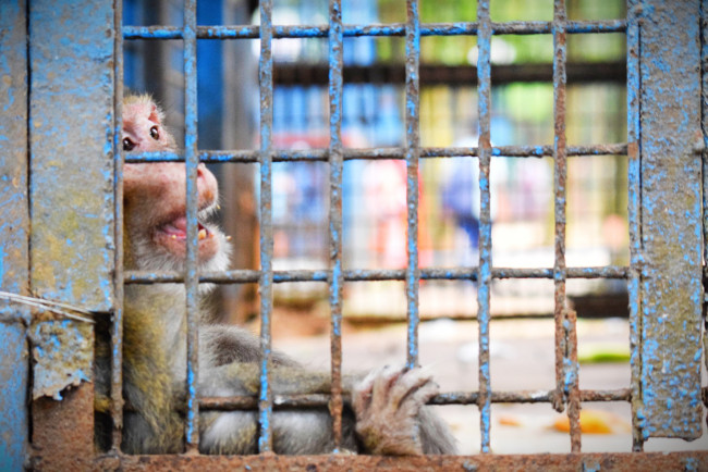 বন্দী, তবুও হাসি ফোটায়