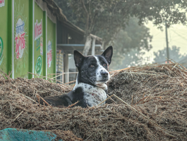 A calm guardian of the village morning.