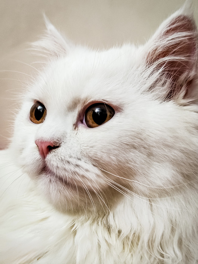 Soft, purrfect, and full of attitude 🐾