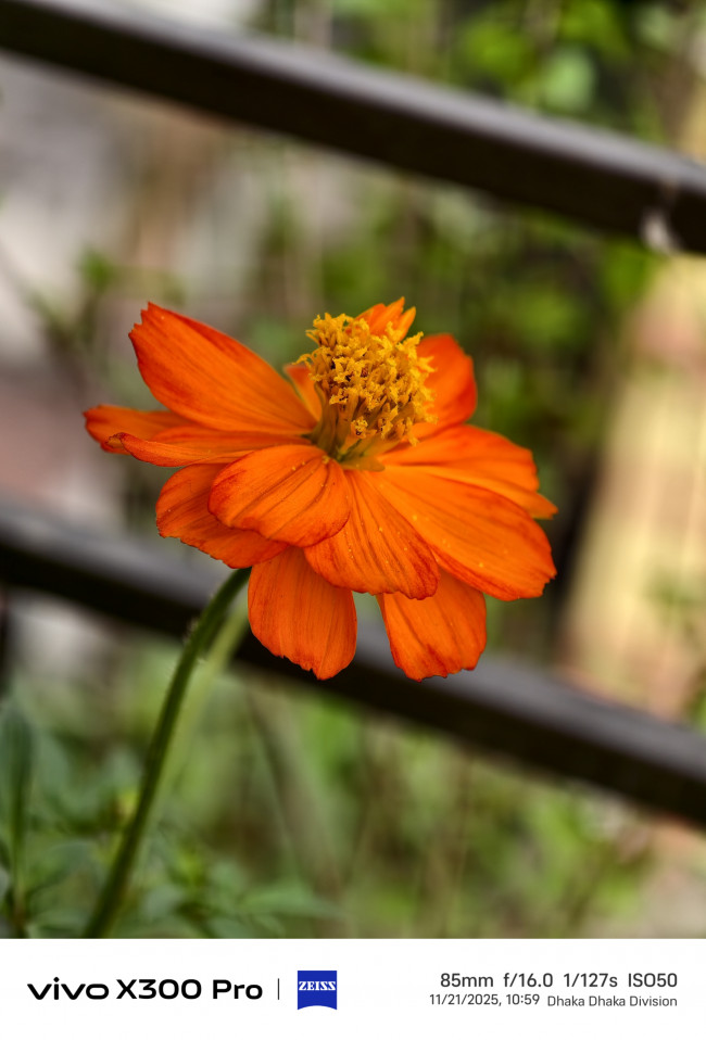 I pushed everything aside so this bloom could take the entire stage.