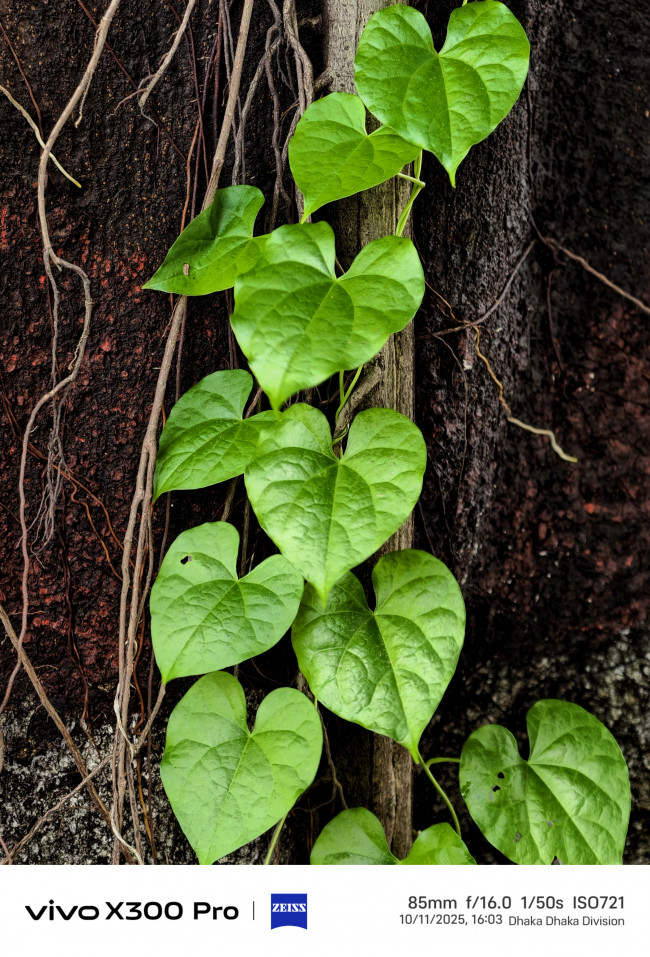 “From a mess of roots and bark, I pulled out a perfect vertical rhythm.