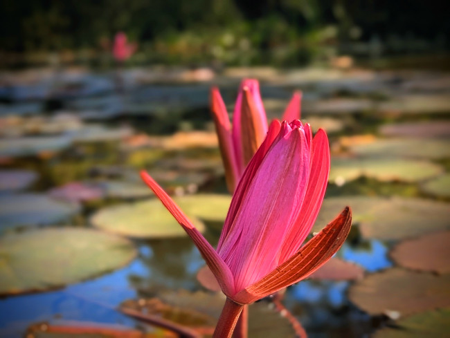 "Unfurling beauty. The bright promise of a water lily rising from the pond."