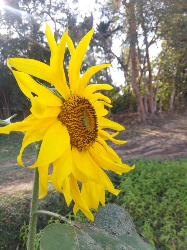 sunflower