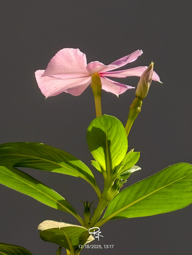 নয়ন তারা