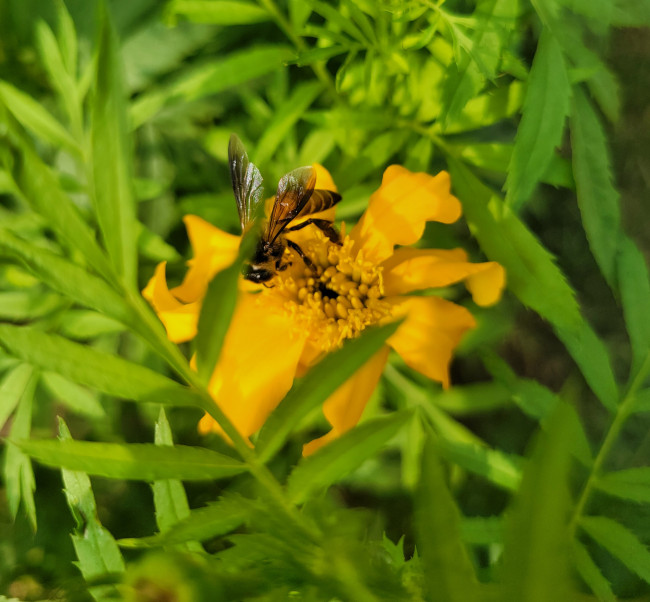 Buzzing through life, one flower at a time 🌸