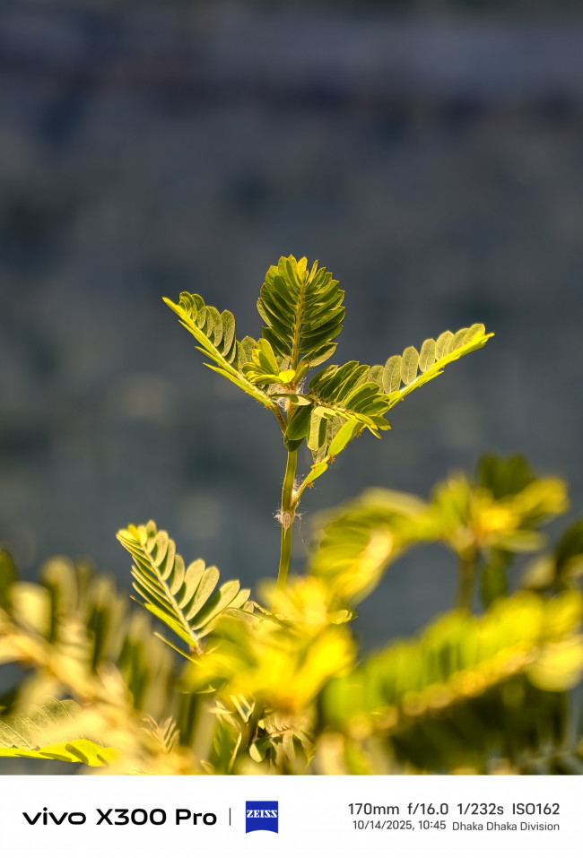 “Telephoto dominance: backlight controlled, subject isolated, distractions eliminated.
