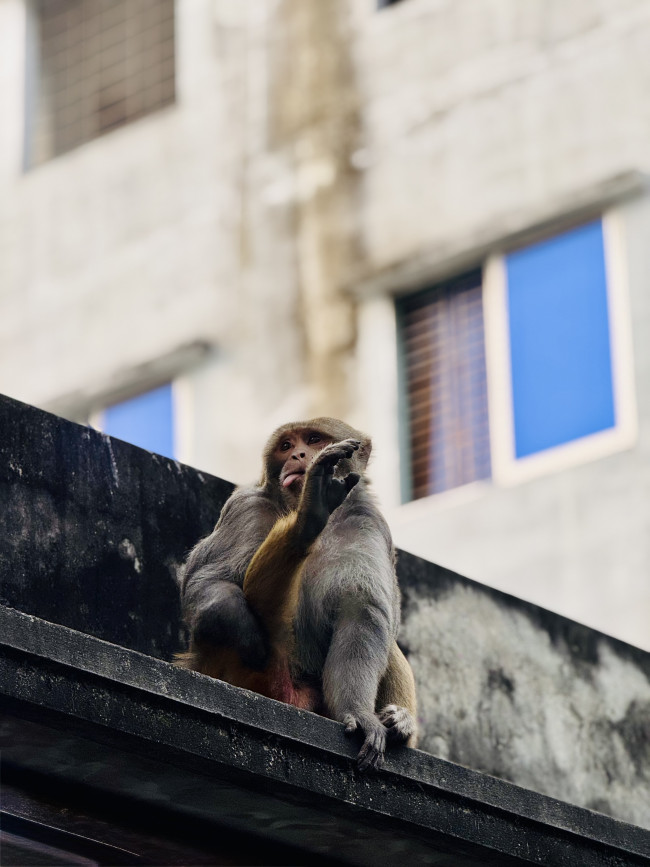 Caught him posing for the photoshoot! 🐵