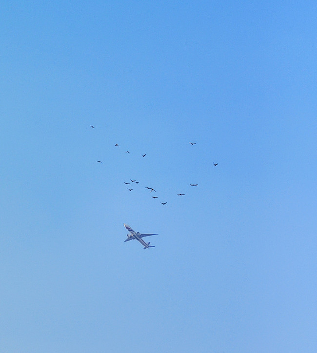 Just Looking Up! ✈️