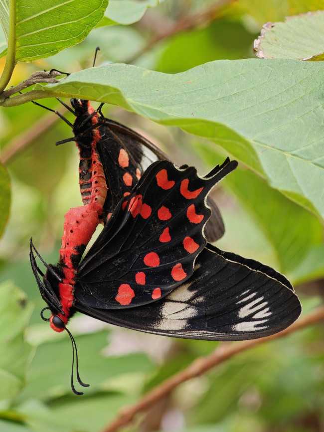 Butterfly mating captured