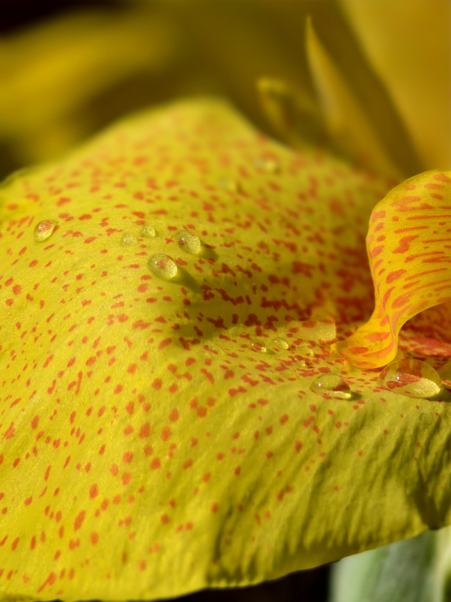 Macro Beauty with Vivo X200