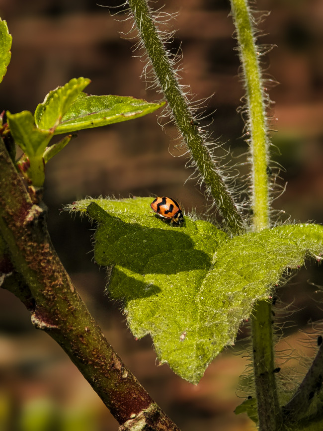 Tiny Hunter on a Hairy Perch