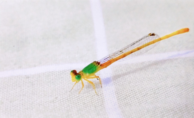 The delicate geometry of a damselfly 💚