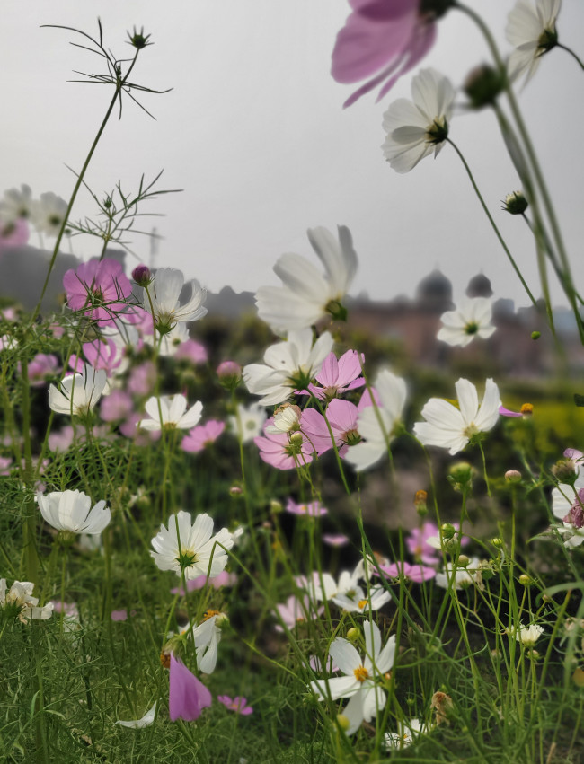 Nature's Masterpiece... 🌸