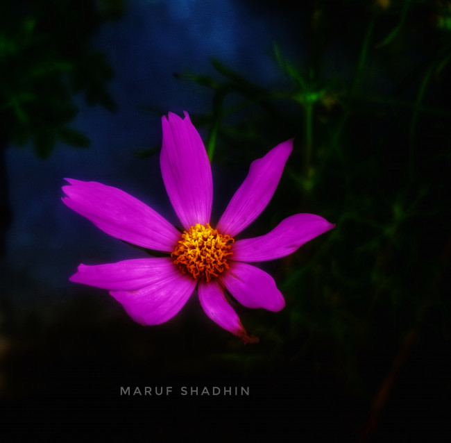 A hidden world in purple bloom.