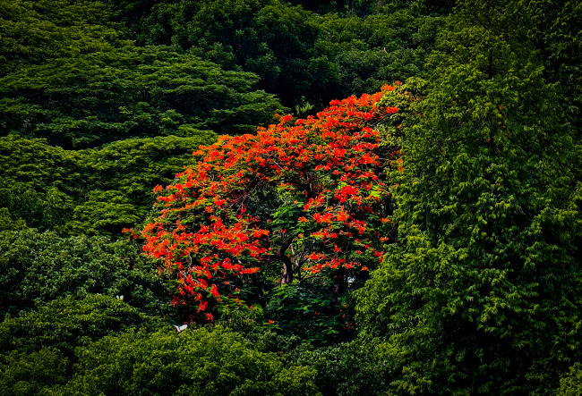 Bangladesh in the Nature
