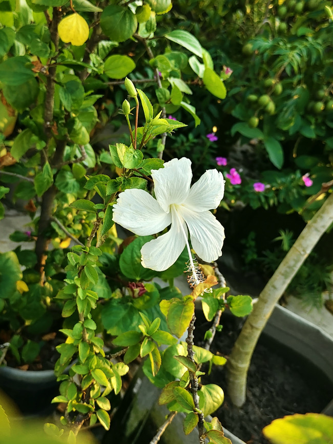 Pure White Bloom!🤍