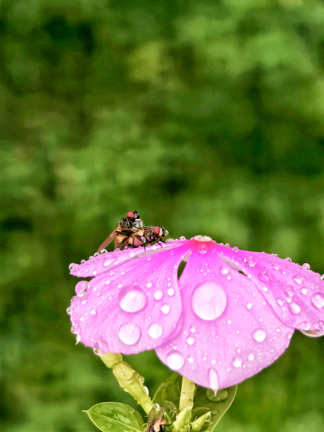 Macro Matting in X200