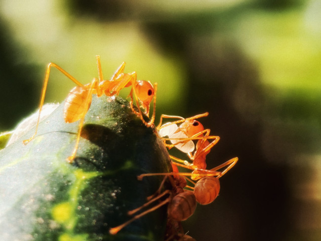 A macro glimpse into nature's perfect coordination.