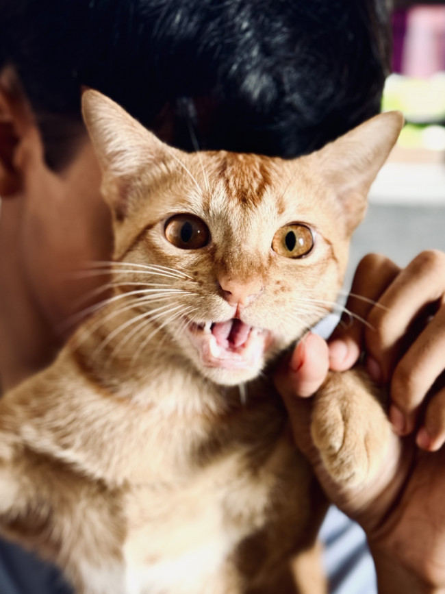 Cally: cute, curious, and a little chaotic.🫡