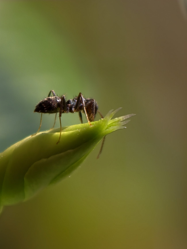 Ant collecting nectar
