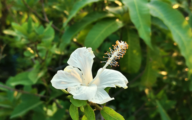 Pure beauty in bloom ✨