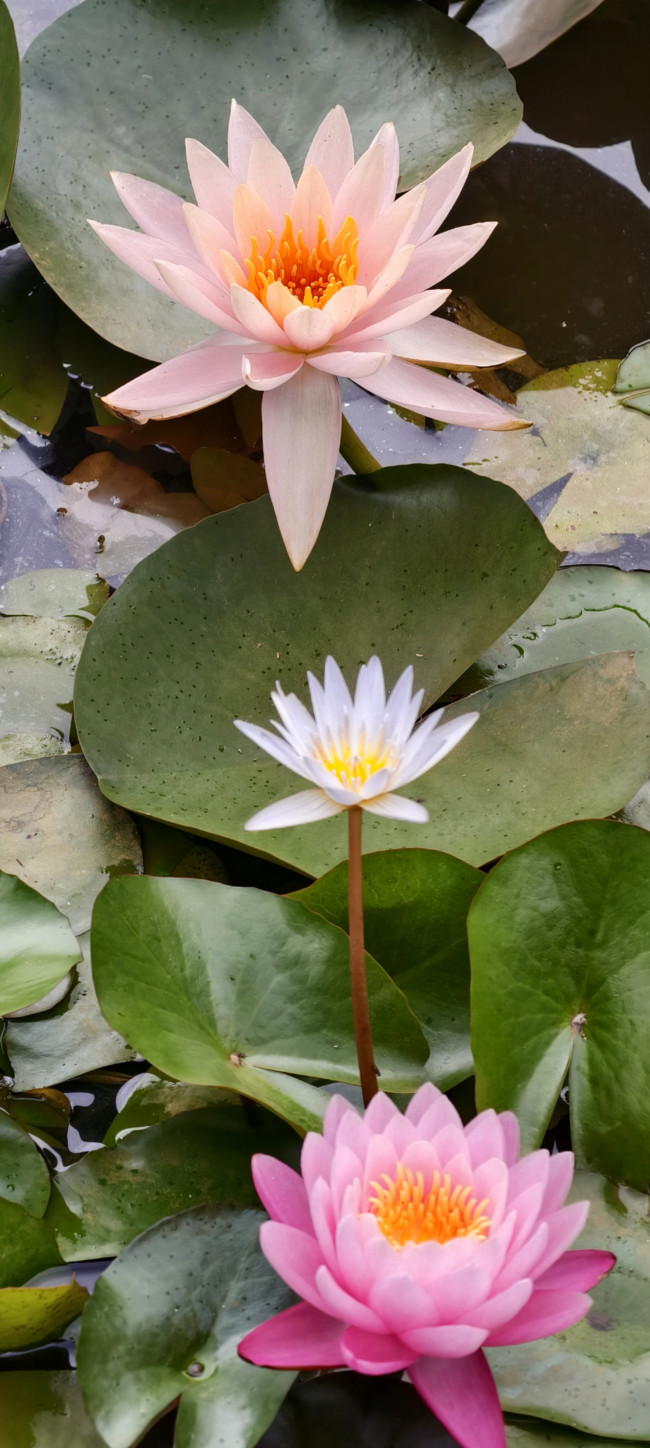 Pure, peaceful, & perfectly poised.