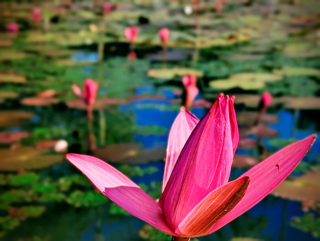 "A splash of brilliant pink against the serene blue-green waters. Nature's quiet masterpiece."