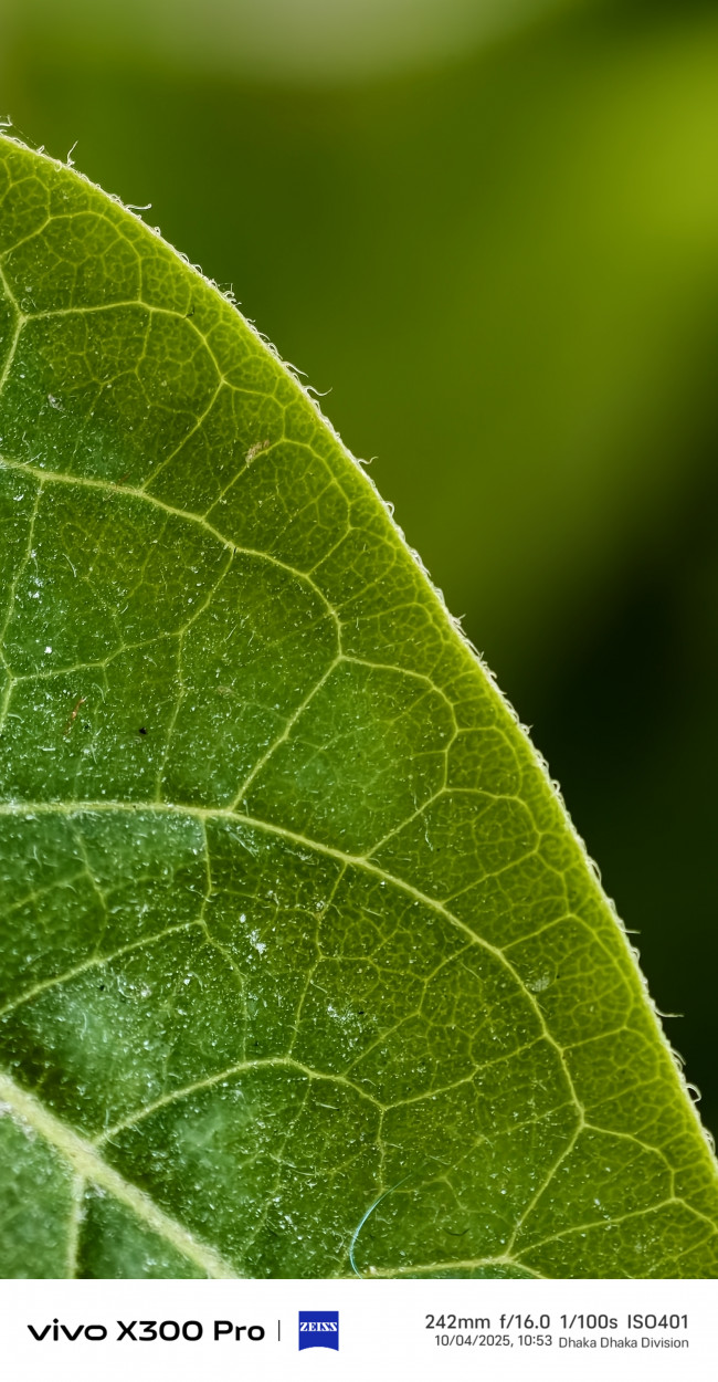 Leaf anatomy in extreme tele-macro clarity.