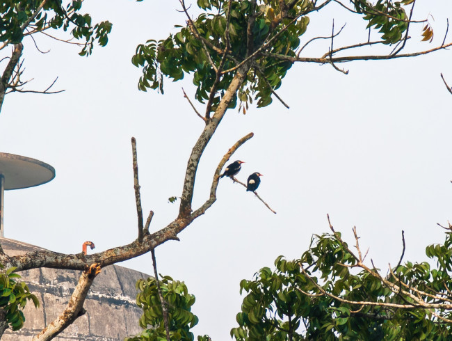 Whispers among the canopy.