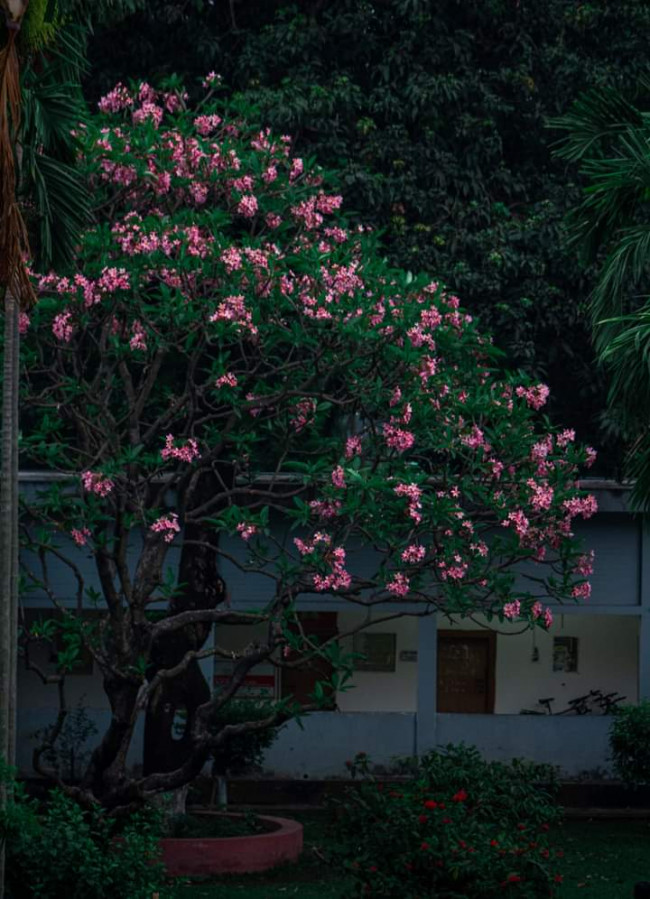 যা চোখে ধরা পড়ে না… ক্যামেরা তার সৌন্দর্যকে বাড়িয়ে তোলে হাজার গুণ। Close-up শটের জাদু! ✨📸