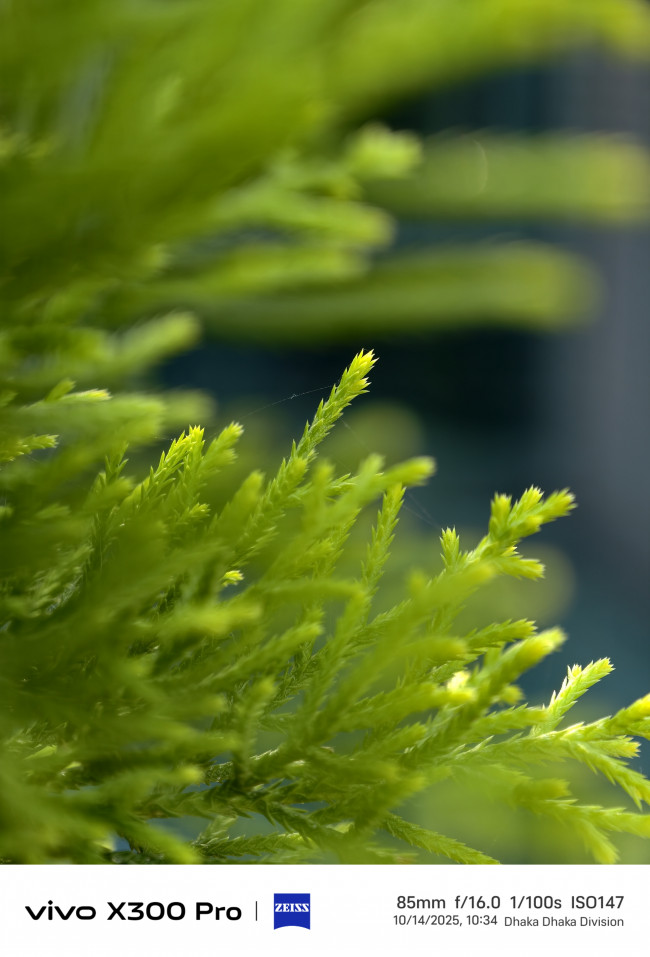 “Pulled one needle into clarity and drowned the rest in blur.