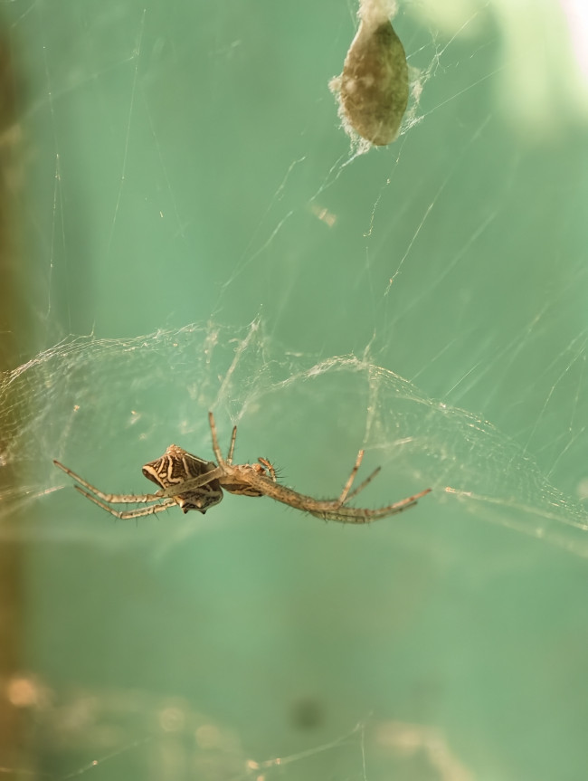 Predator and the prey