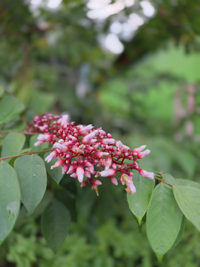 প্রিয় কামরাঙা ফুল