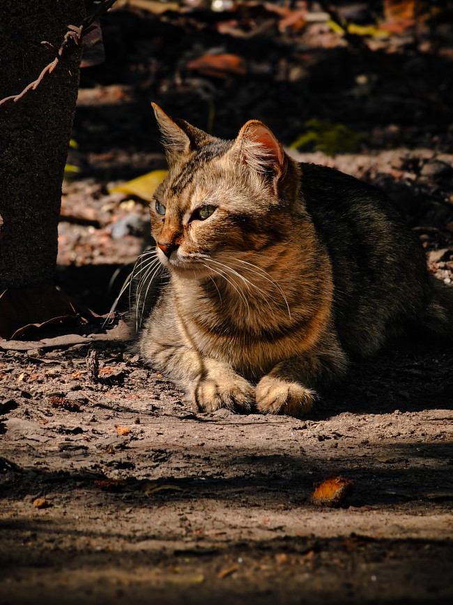 Sunlight dappled and watchful. The neighborhood boss.