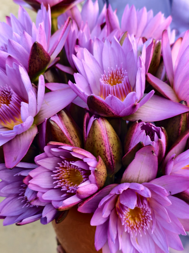 Colors of Water Lily