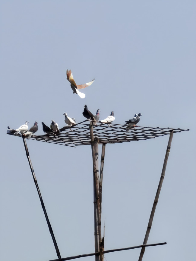 Various types of pigeons 🕊️