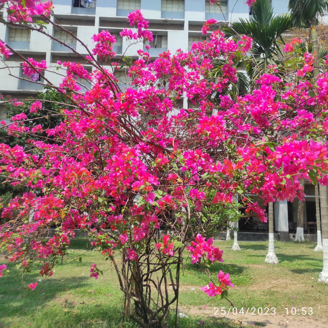 যা চোখে ধরা পড়ে না… ক্যামেরা তার সৌন্দর্যকে বাড়িয়ে তোলে হাজার গুণ। Close-up শটের জাদু! ✨📸