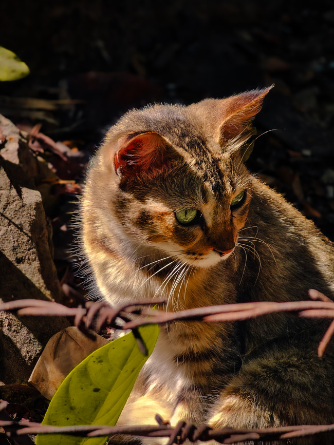 Sunlight dappled and watchful. The neighborhood boss.