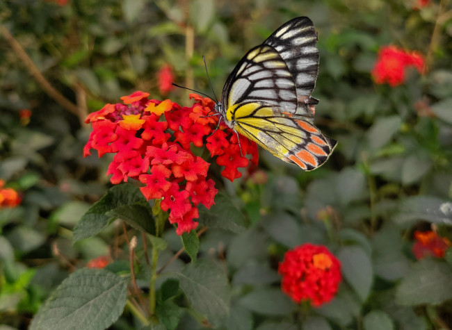 A cute little butterfly🦋
