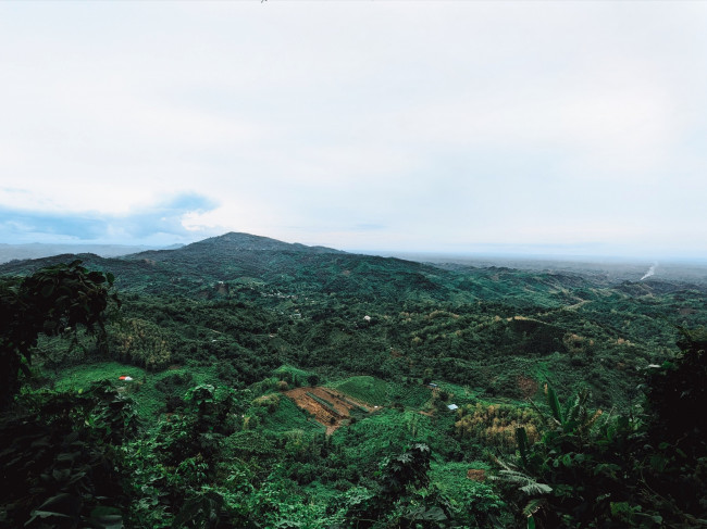 Lost in the layers of green.