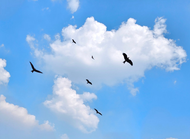 Above the noise, the clouds meets the birds 💙