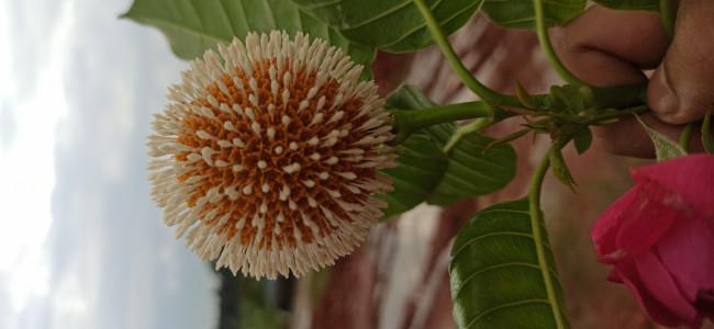 Flower
