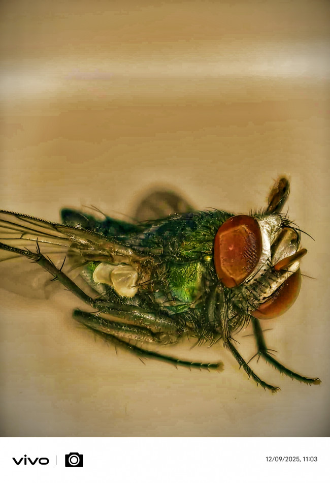 Macro doesn’t beautify—it reveals. This is the truth at full magnification.