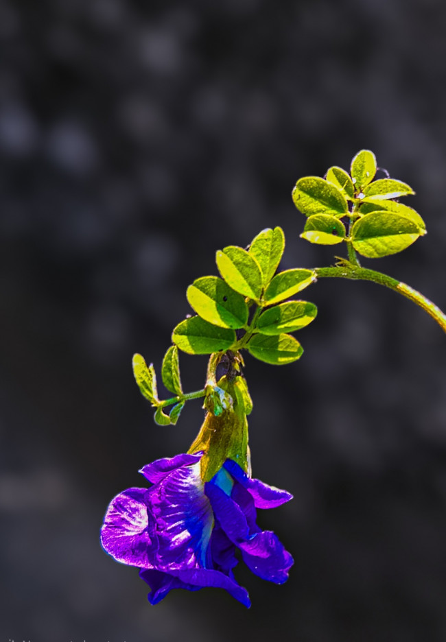 অপরাজিতা