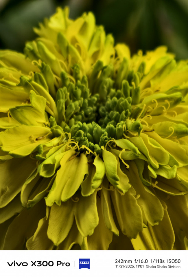 Nature’s geometry in pure macro precision.