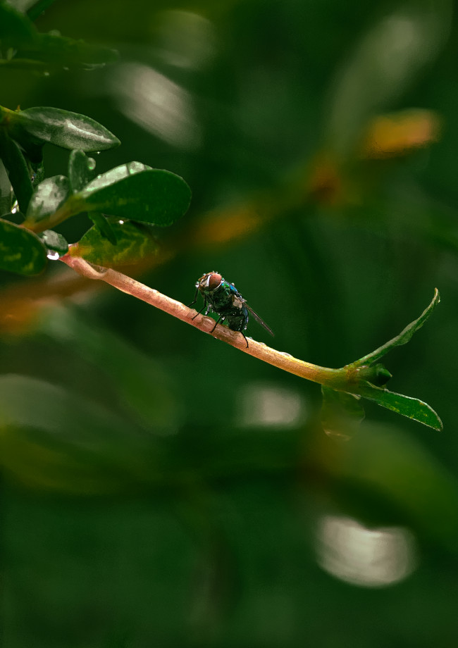 Resting after the rain. The jewel-toned fly.