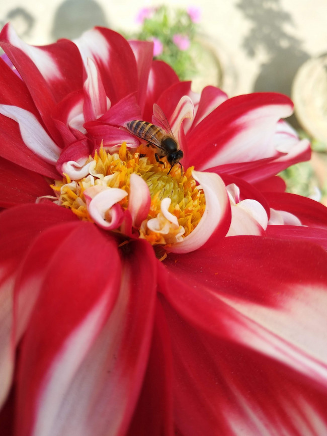 Getting greedy at nature's buffet!