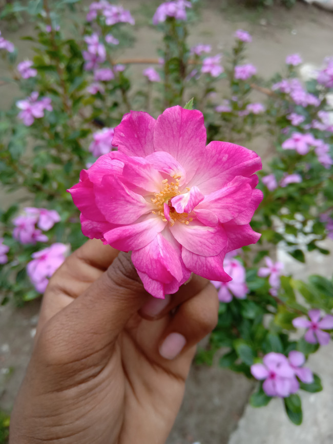 A wonderful rose pic.